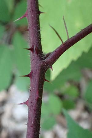 Rubus loehrii \ L�hrs Brombeere / Loehr's Bramble, D Trendelburg 28.7.2019