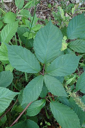 Rubus loehrii \ L�hrs Brombeere / Loehr's Bramble, D Trendelburg 28.7.2019