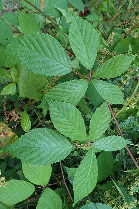 Rubus loehrii \ L�hrs Brombeere / Loehr's Bramble, D Trendelburg 28.7.2019