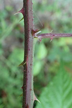 Rubus loehrii \ L�hrs Brombeere / Loehr's Bramble, D Trendelburg 28.7.2019