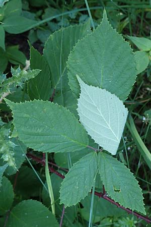 Rubus loehrii \ L�hrs Brombeere / Loehr's Bramble, D Trendelburg 28.7.2019