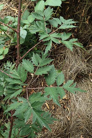 Rubus laciniatus \ Schlitzbl�ttrige Brombeere / Cutleaf Blackberry, Evergreen Blackberry, D Felsberg 29.7.2019