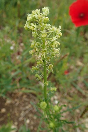 Reseda lutea, Wilde Resede