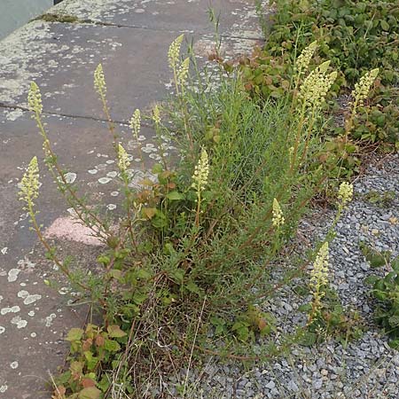 Reseda lutea, Catnip