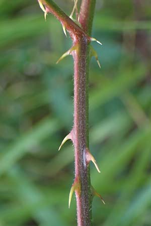 Rubus laciniatus \ Schlitzbl�ttrige Brombeere / Cutleaf Blackberry, Evergreen Blackberry, D M&ouml;rfelden-Walldorf 14.8.2021