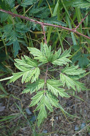 Rubus laciniatus \ Schlitzbl�ttrige Brombeere / Cutleaf Blackberry, Evergreen Blackberry, D M&ouml;rfelden-Walldorf 14.8.2021
