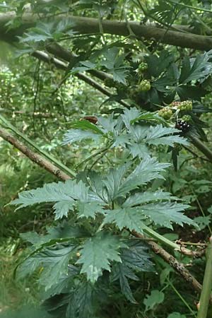 Rubus laciniatus \ Schlitzbl�ttrige Brombeere / Cutleaf Blackberry, Evergreen Blackberry, D Mudau 15.8.2023