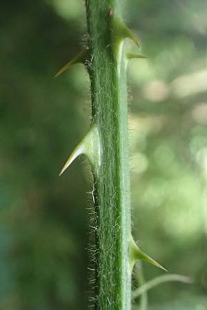 Rubus laciniatus \ Schlitzbl�ttrige Brombeere / Cutleaf Blackberry, Evergreen Blackberry, D Mudau 15.8.2023