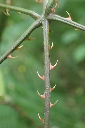 Rubus laciniatus \ Schlitzbl�ttrige Brombeere / Cutleaf Blackberry, Evergreen Blackberry, D Mudau 15.8.2023