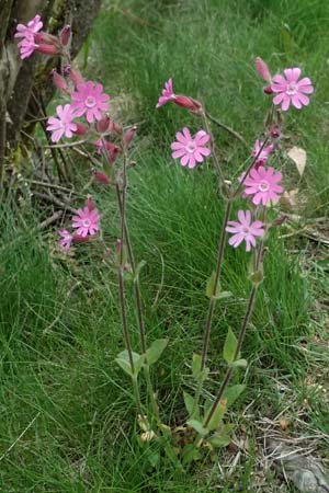 Silene dioica \ Rote Lichtnelke, D Regen 8.5.2025