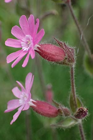Silene dioica \ Rote Lichtnelke, D Regen 8.5.2025