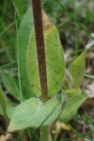Silene dioica \ Rote Lichtnelke, D Regen 8.5.2025
