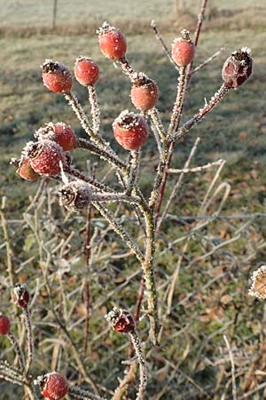 Rosa multiflora \ Vielbl�tige Rose / Many-Flowered Rose, D Pforzheim 1.1.2017