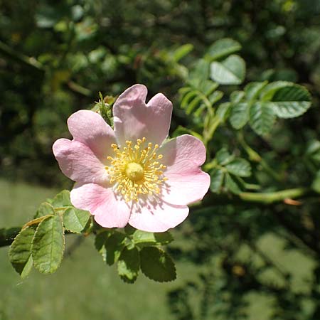 Rosa micrantha \ Kleinbl�tige Rose / Small-Flowered Sweet Briar, D Neckartenzlingen 17.6.2017