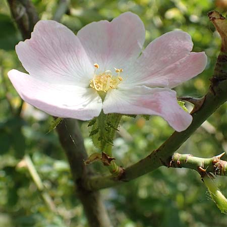 Rosa micrantha \ Kleinbl�tige Rose / Small-Flowered Sweet Briar, D Neckartenzlingen 17.6.2017