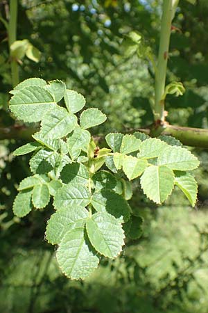 Rosa micrantha \ Kleinbl�tige Rose / Small-Flowered Sweet Briar, D Neckartenzlingen 17.6.2017
