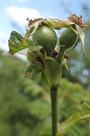 Rosa micrantha \ Kleinbl�tige Rose / Small-Flowered Sweet Briar, D Neckartenzlingen 17.6.2017