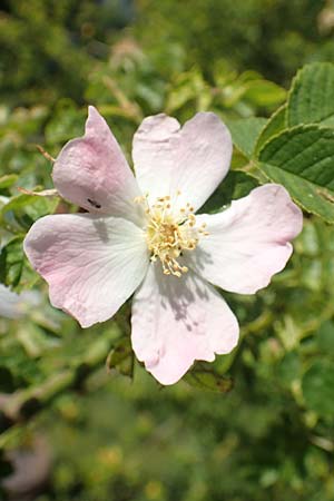 Rosa micrantha \ Kleinbl�tige Rose / Small-Flowered Sweet Briar, D Neckartenzlingen 17.6.2017