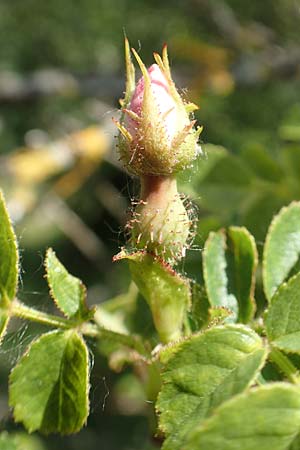 Rosa micrantha \ Kleinbl�tige Rose / Small-Flowered Sweet Briar, D Neckartenzlingen 17.6.2017