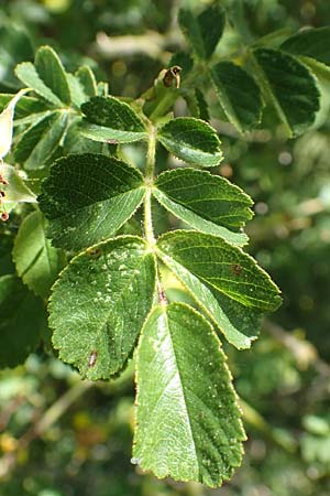 Rosa micrantha \ Kleinbl�tige Rose / Small-Flowered Sweet Briar, D Neckartenzlingen 17.6.2017