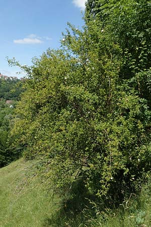 Rosa micrantha \ Kleinbl�tige Rose / Small-Flowered Sweet Briar, D Neckartenzlingen 17.6.2017
