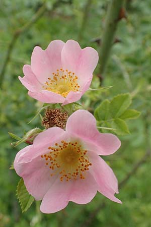 Rosa micrantha \ Kleinbl�tige Rose / Small-Flowered Sweet Briar, D Botan. Gar.  Universit.  T&uuml;bingen 17.6.2017