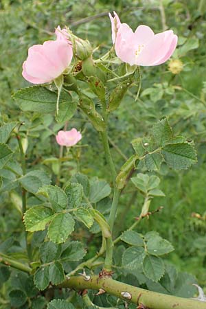 Rosa micrantha \ Kleinbl�tige Rose / Small-Flowered Sweet Briar, D Botan. Gar.  Universit.  T&uuml;bingen 17.6.2017