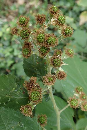 Rubus macrophyllus \ Breitbl�ttige Brombeere / Large Leaved Bramble, D Odenwald, F&uuml;rth 5.7.2018