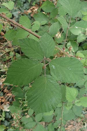 Rubus macrophyllus \ Breitbl�ttige Brombeere / Large Leaved Bramble, D Odenwald, F&uuml;rth 5.7.2018