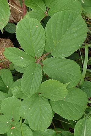 Rubus maassii \ Maa�ens Brombeere / Maass' Bramble, D Hann. M&uuml;nden 28.7.2019