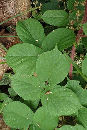 Rubus maassii \ Maa�ens Brombeere / Maass' Bramble, D Hann. M&uuml;nden 28.7.2019