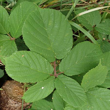 Rubus maassii \ Maa�ens Brombeere / Maass' Bramble, D Hann. M&uuml;nden 28.7.2019