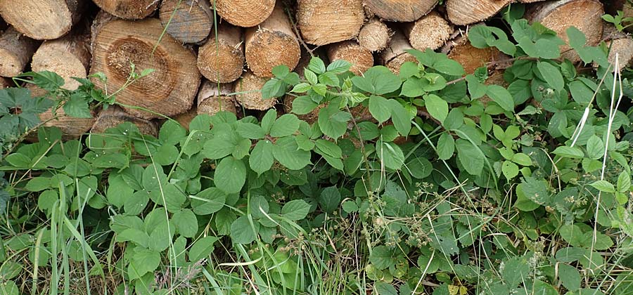 Rubus maassii \ Maa�ens Brombeere / Maass' Bramble, D Hann. M&uuml;nden 28.7.2019