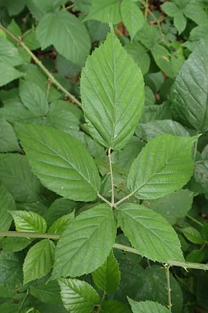 Rubus macrophyllus \ Breitbl�ttige Brombeere / Large Leaved Bramble, D Herne 28.7.2020