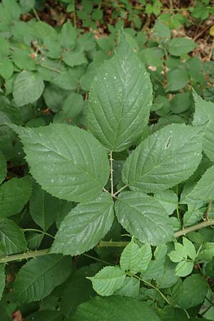 Rubus macrophyllus \ Breitbl�ttige Brombeere / Large Leaved Bramble, D Herne 28.7.2020