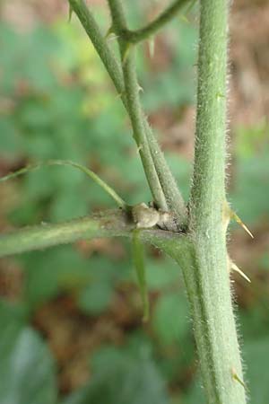 Rubus macrophyllus \ Breitbl�ttige Brombeere / Large Leaved Bramble, D Herne 28.7.2020