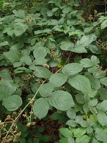 Rubus macrophyllus \ Breitbl�ttige Brombeere / Large Leaved Bramble, D Herne 28.7.2020