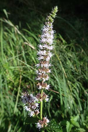 Mentha longifolia \ Ross-Minze / Horse Mint, D Neuleiningen 26.8.2021