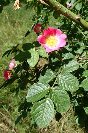 Rosa micrantha \ Kleinbl�tige Rose / Small-Flowered Sweet Briar, D Offenbach am Main 30.5.2023