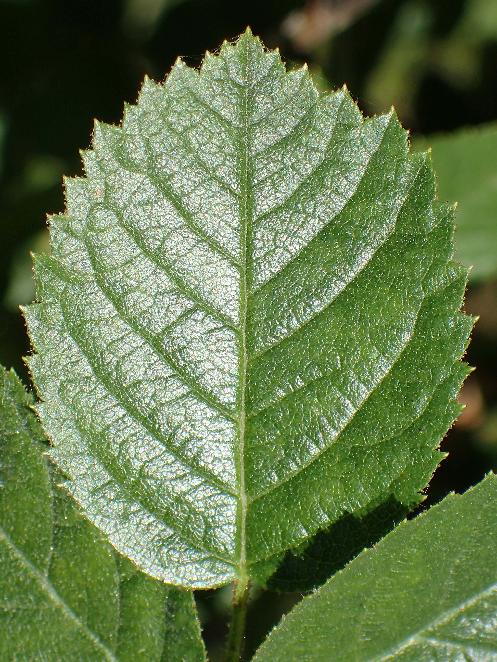 Rosa micrantha \ Kleinbl�tige Rose / Small-Flowered Sweet Briar, D Offenbach am Main 30.5.2023