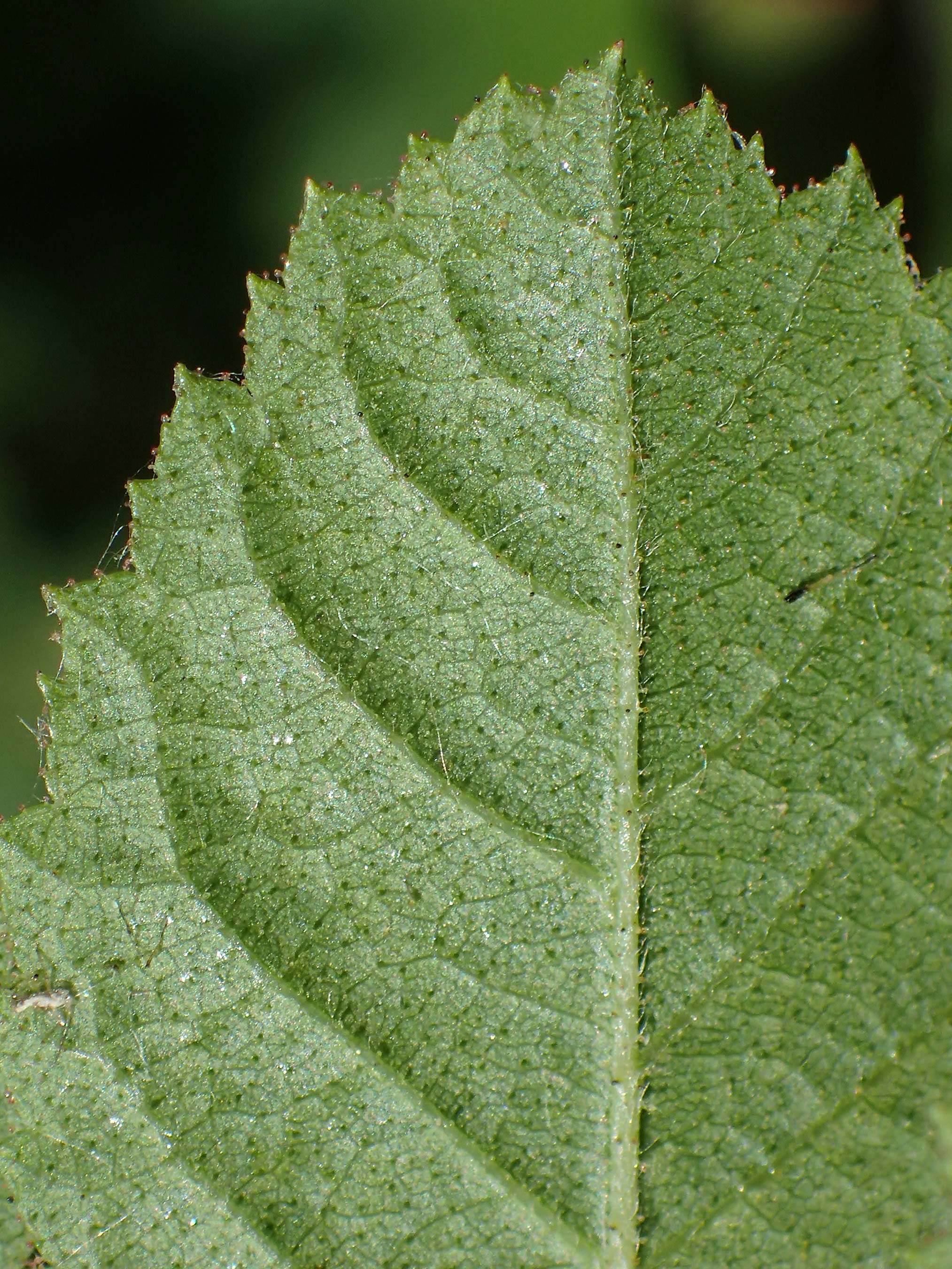 Rosa micrantha \ Kleinbl�tige Rose / Small-Flowered Sweet Briar, D Offenbach am Main 30.5.2023