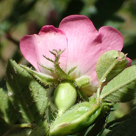 Rosa micrantha \ Kleinbl�tige Rose / Small-Flowered Sweet Briar, D Offenbach am Main 30.5.2023