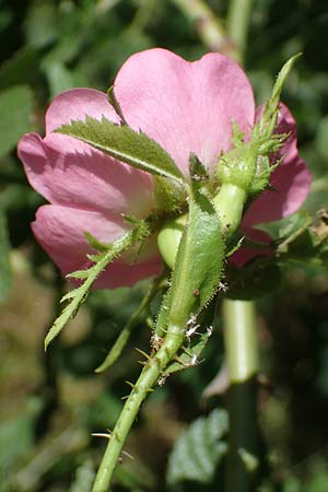 Rosa micrantha \ Kleinbl�tige Rose / Small-Flowered Sweet Briar, D Offenbach am Main 30.5.2023