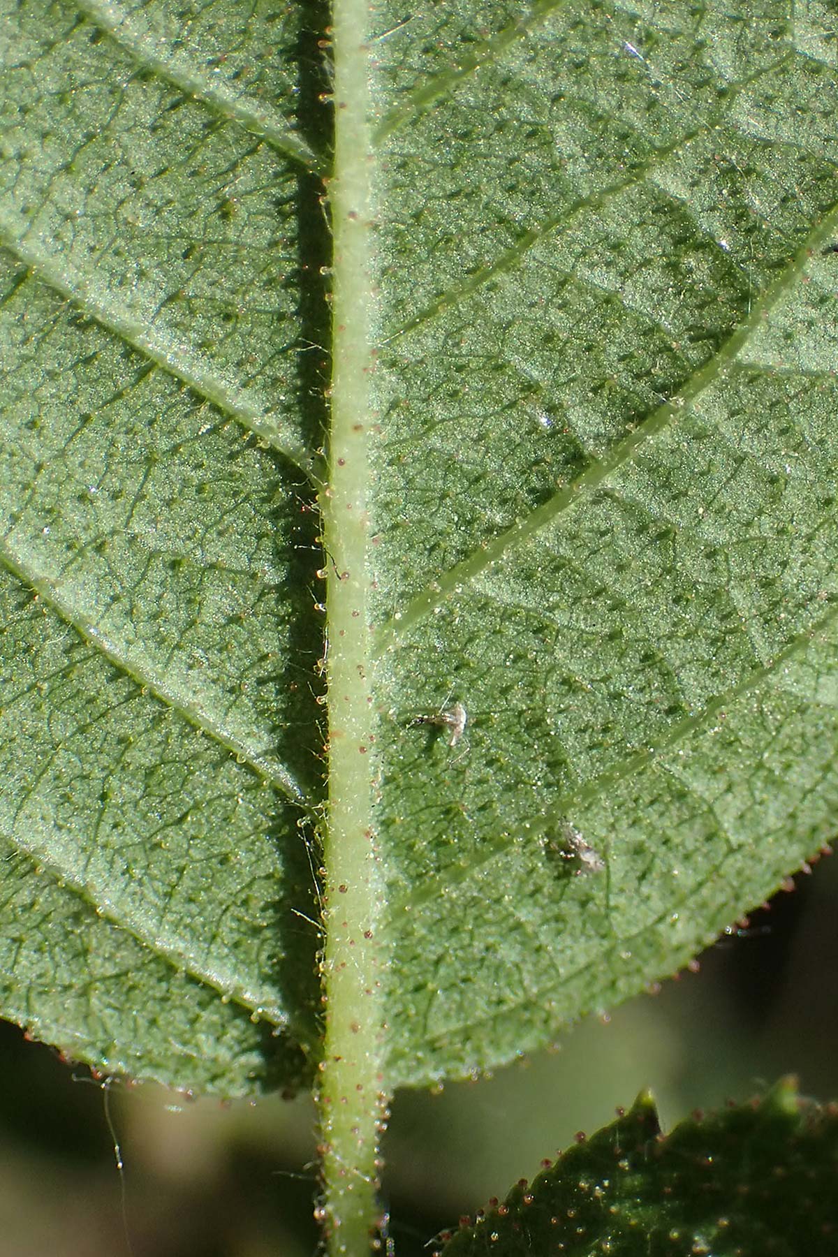 Rosa micrantha \ Kleinbl�tige Rose / Small-Flowered Sweet Briar, D Offenbach am Main 30.5.2023