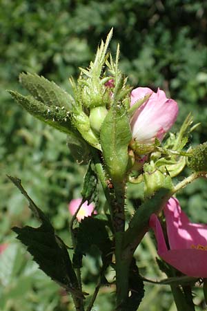 Rosa micrantha \ Kleinbl�tige Rose / Small-Flowered Sweet Briar, D Offenbach am Main 30.5.2023
