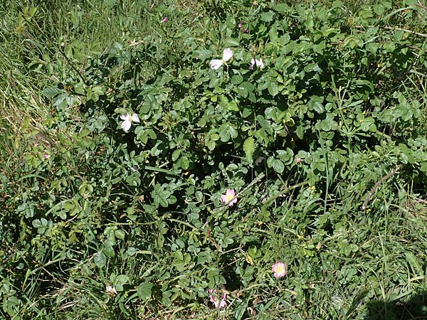 Rosa micrantha \ Kleinbl�tige Rose / Small-Flowered Sweet Briar, D Offenbach am Main 30.5.2023