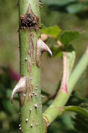 Rosa micrantha \ Kleinbl�tige Rose / Small-Flowered Sweet Briar, D Offenbach am Main 30.5.2023