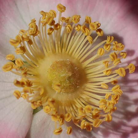 Rosa micrantha \ Kleinbl�tige Rose / Small-Flowered Sweet Briar, D Offenbach am Main 30.5.2023