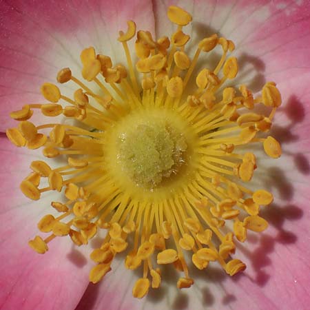 Rosa micrantha \ Kleinbl�tige Rose / Small-Flowered Sweet Briar, D Offenbach am Main 30.5.2023