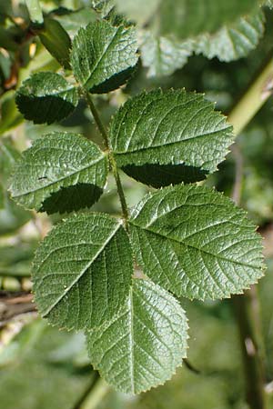 Rosa micrantha \ Kleinbl�tige Rose / Small-Flowered Sweet Briar, D Offenbach am Main 30.5.2023